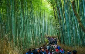 Arashiyama Bamboo Grove
